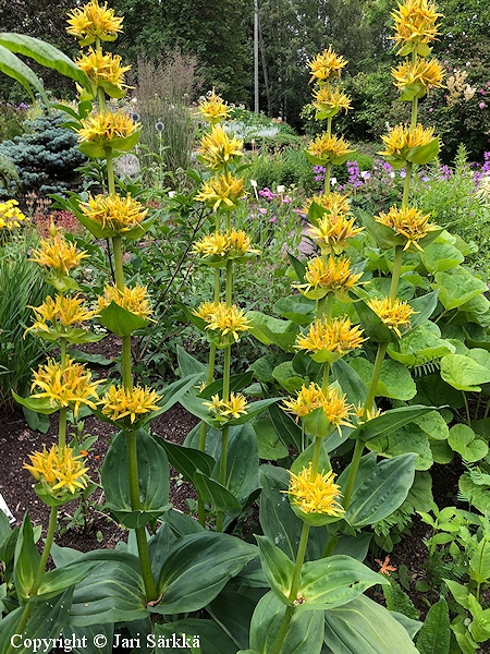 Gentiana lutea, keltakatkero 